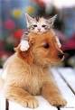 chien et chat